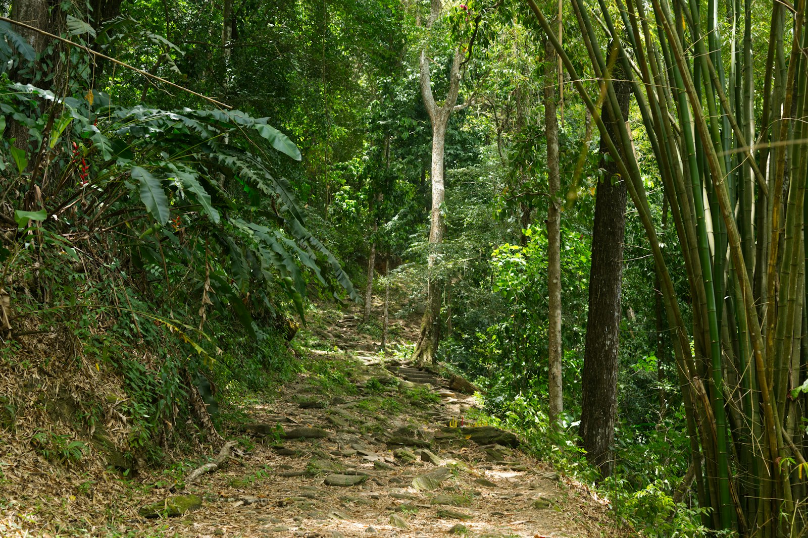 Trilha verde dentro da Mata Atlântica